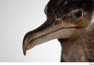 Double-crested cormorant Phalacrocorax auritus beak head 0003.jpg